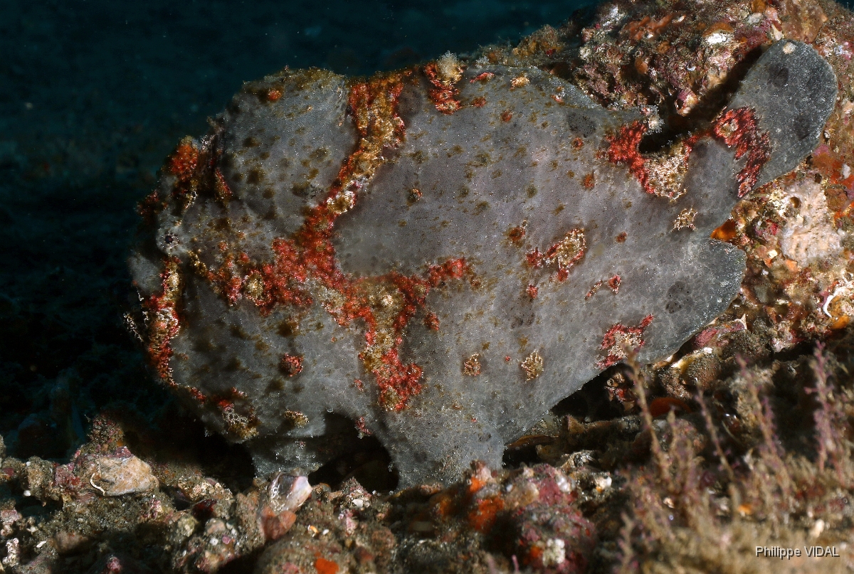 Bali 2016 - Painted frogfish - Antenaire peint - Antennarius pictus - IMG_6120_rc.jpg